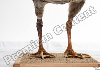 Greater white-fronted goose Anser albifrons leg 0006.jpg